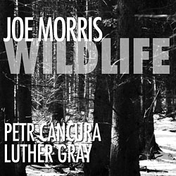 Morris, Joe: Wildlife (Aum Fidelity)